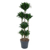 Dracaena Compacta Carrousel - 160 cm - ø34 cm | Dracaena - Kamerplanten