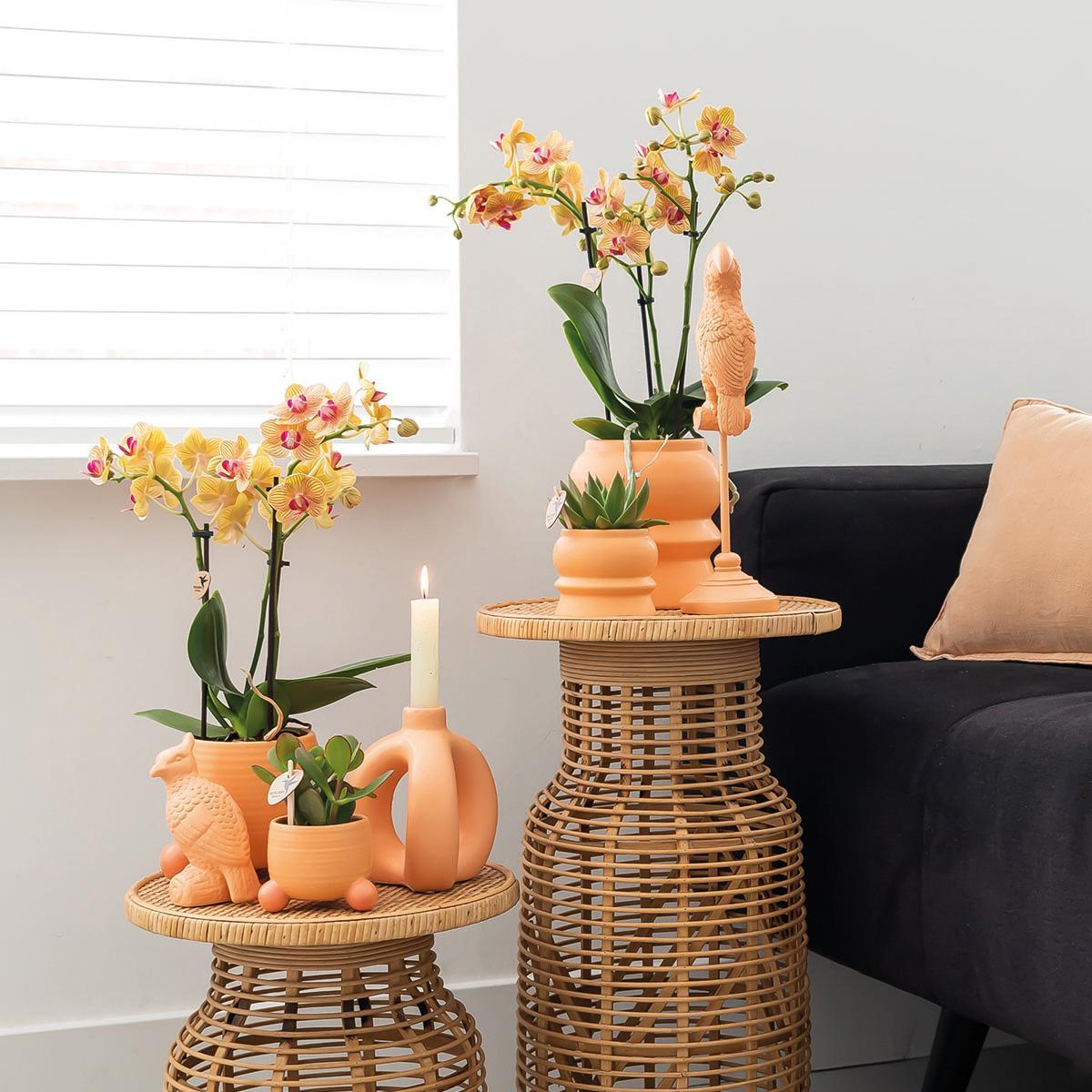 Orchidee | Oranje Phalaenopsis orchidee – Jamaica + Rolling sierpot peach – potmaat Ø9cm
