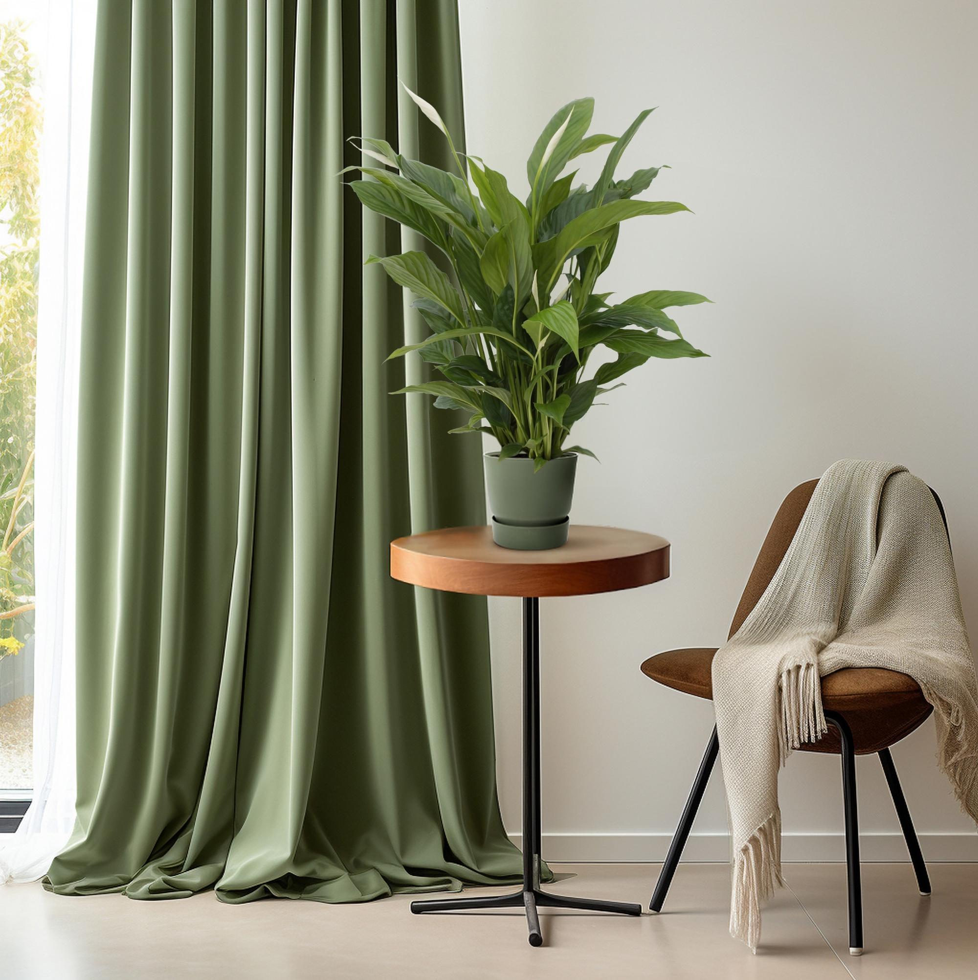 Spathiphyllum Torelli - 65 cm - Ø17 cm | Lepelplant