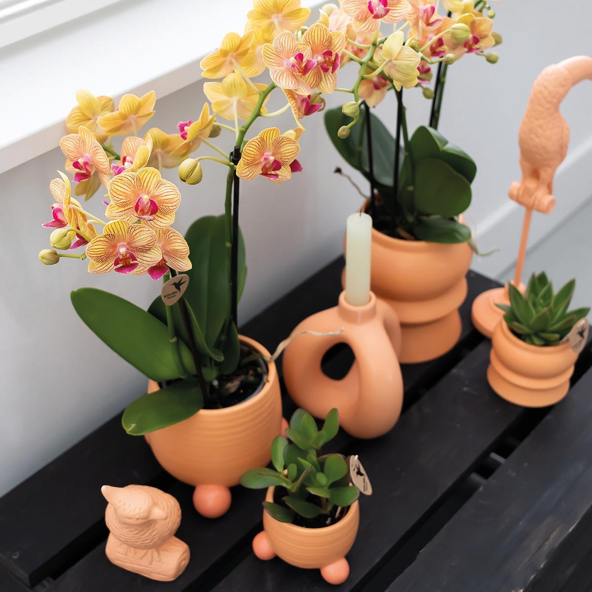 Orchidee | Oranje Phalaenopsis orchidee – Jamaica + Rolling sierpot peach – potmaat Ø9cm