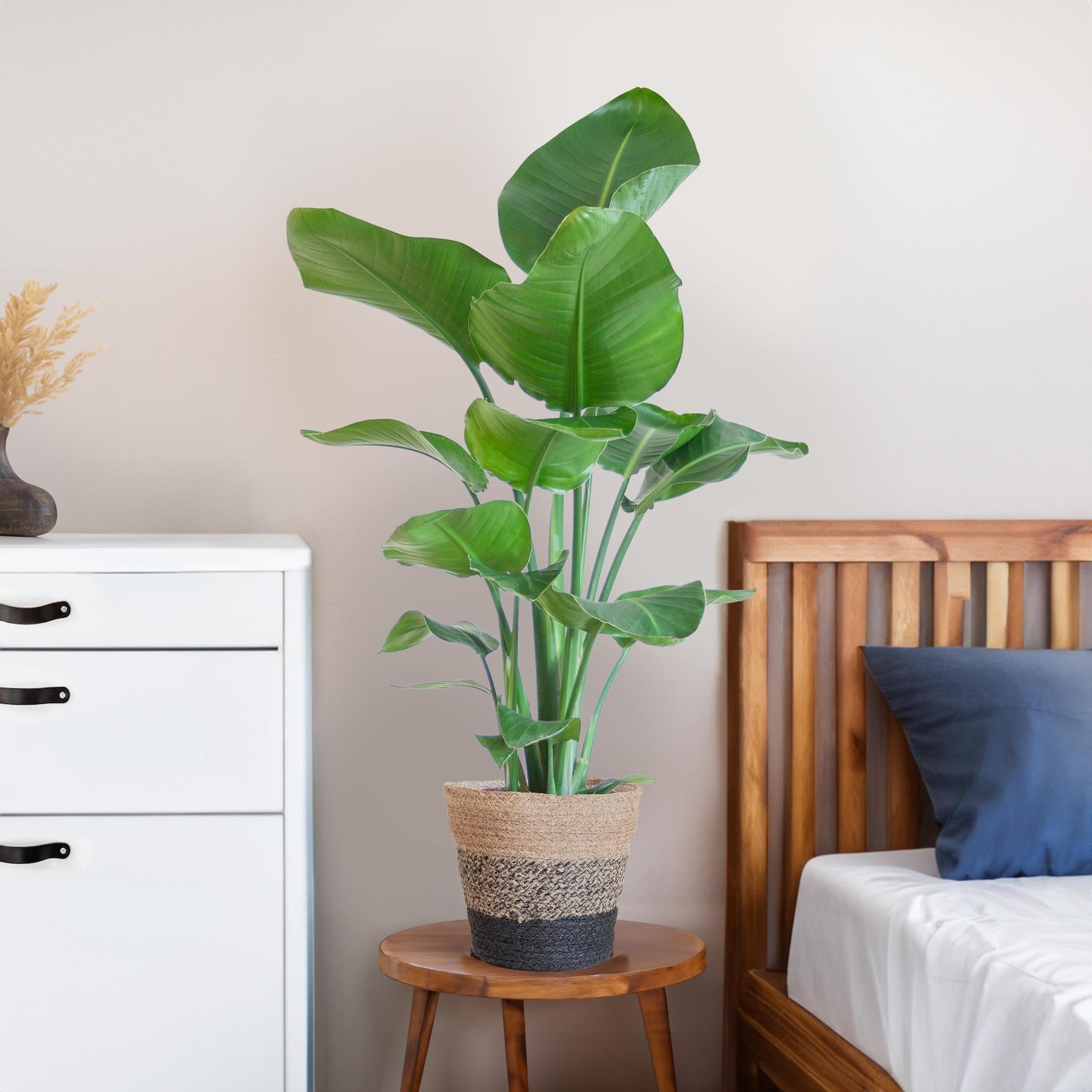 Strelitzia Nicolai - 80cm - Ø19 cm - in Lissabon mand zwart | Kamerplanten