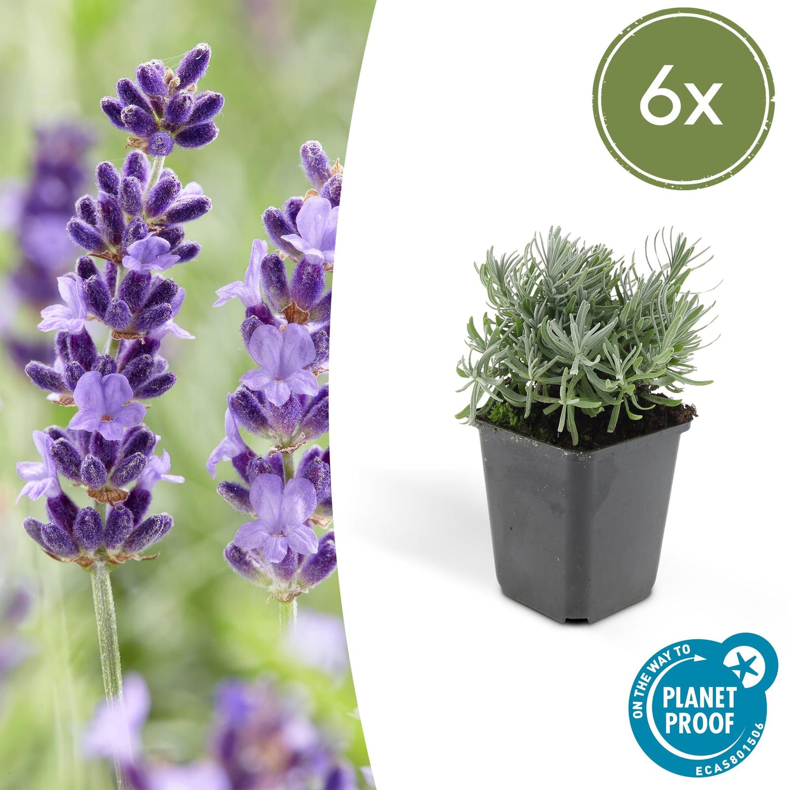 Lavendel | Lavandula angustifolia 'Hidcote' – Rijkbloeiende Plant