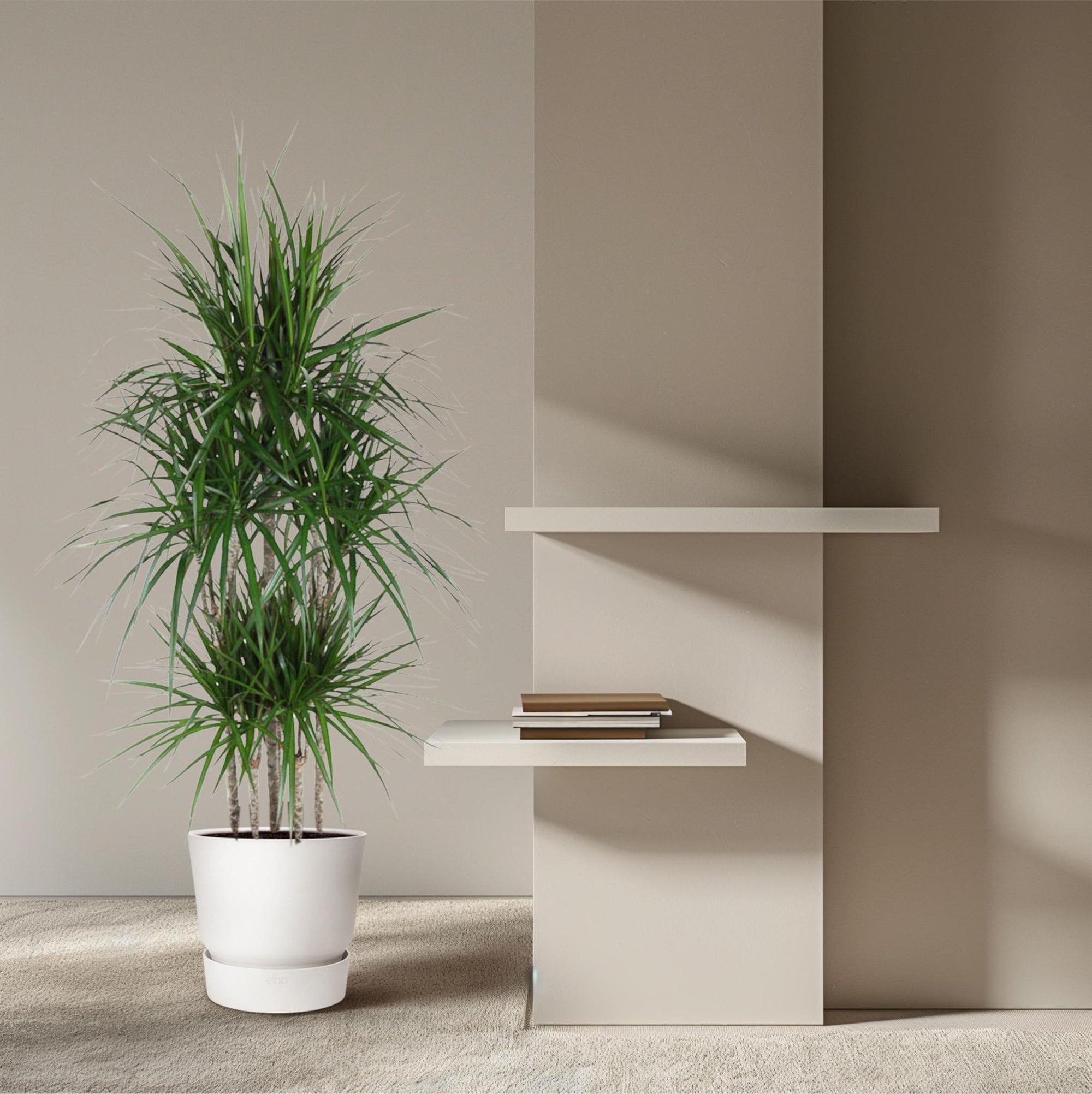 Dracaena Marginata Carrousel - 160 cm - ø31 cm | Dracaena - Drakenbloedboom