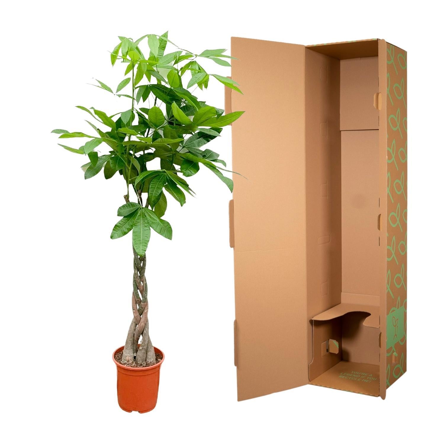 Pachira Aquatica - 160 cm - ø27 cm  | Geldboom