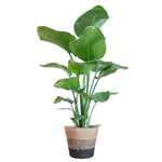 Strelitzia Nicolai - 80cm - Ø19 cm - in Lissabon mand zwart | Kamerplanten