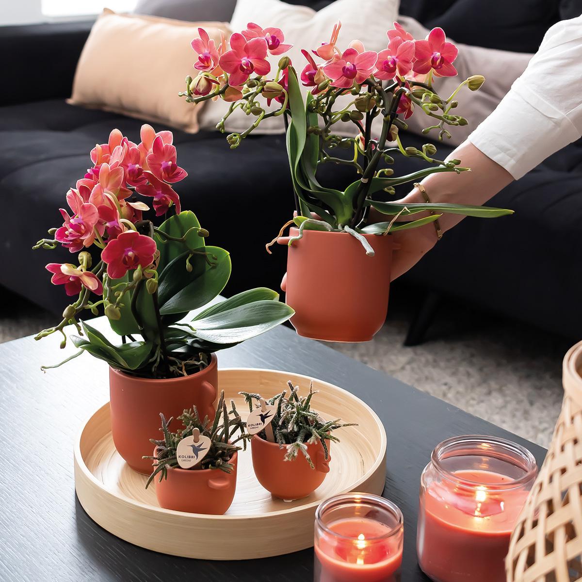 Orchidee | 2 rode Phalaenopsis orchideeën - Congo - potmaat Ø9cm