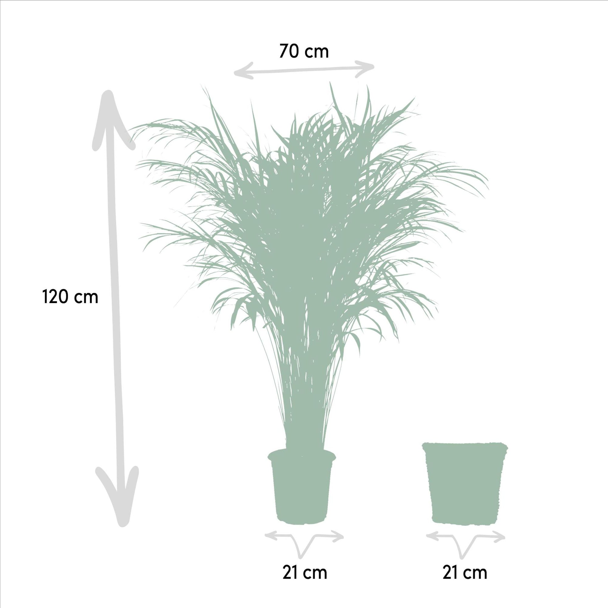 Areca palm inclusief mand - 110cm - Ø21cm | Goudpalm