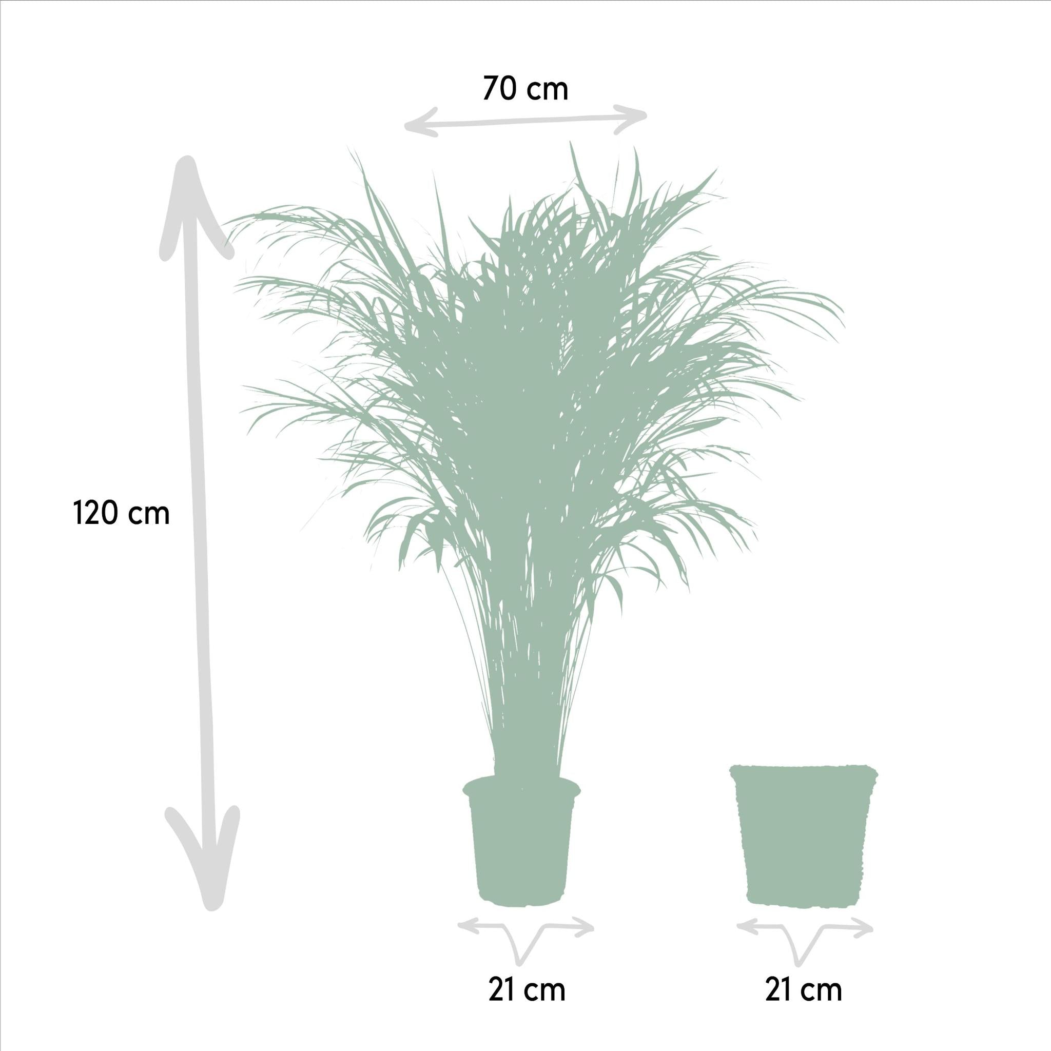 Areca palm inclusief mand - 110cm - Ø21cm | Goudpalm