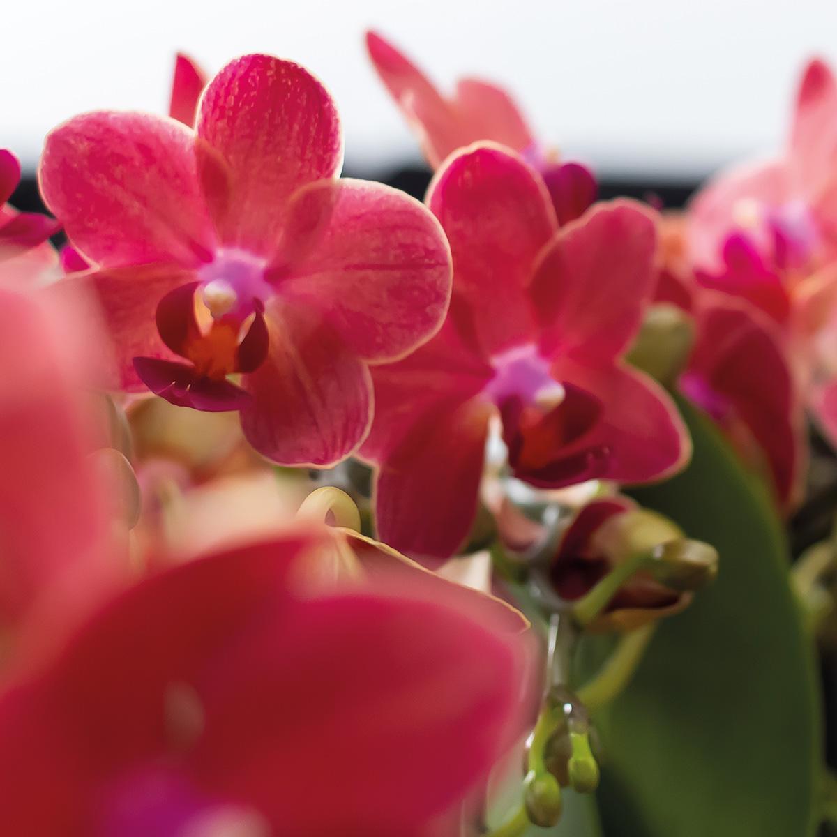 Orchidee | 2 rode Phalaenopsis orchideeën - Congo - potmaat Ø9cm