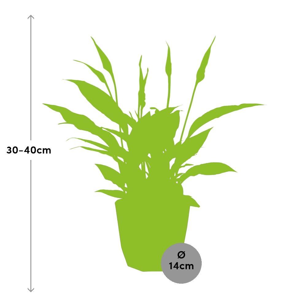 Spathiphyllum Torelli - 30 cm - Ø14 cm in Elho pot b.for rock | Lepelplant