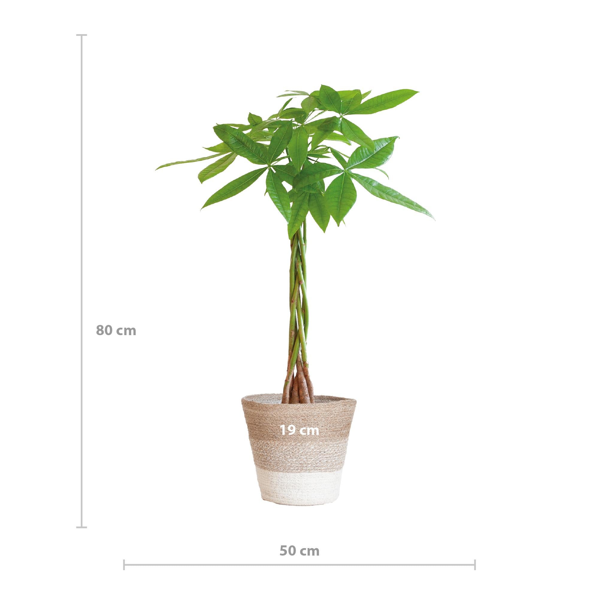 Pachira Aquatica met Mand Lissabon wit - 80cm - Ø21 cm | Geldboom