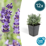 Lavendel | Lavandula angustifolia 'Hidcote' – Rijkbloeiende Plant