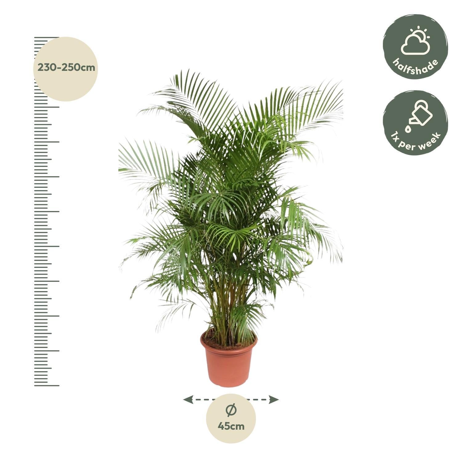 Dypsis Lutescens (Areca Palm) - 240 cm - Luchtzuiverende Goudpalm