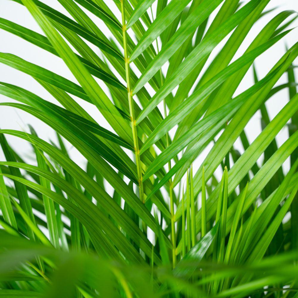 Areca palm inclusief mand - 110cm - Ø21cm | Goudpalm