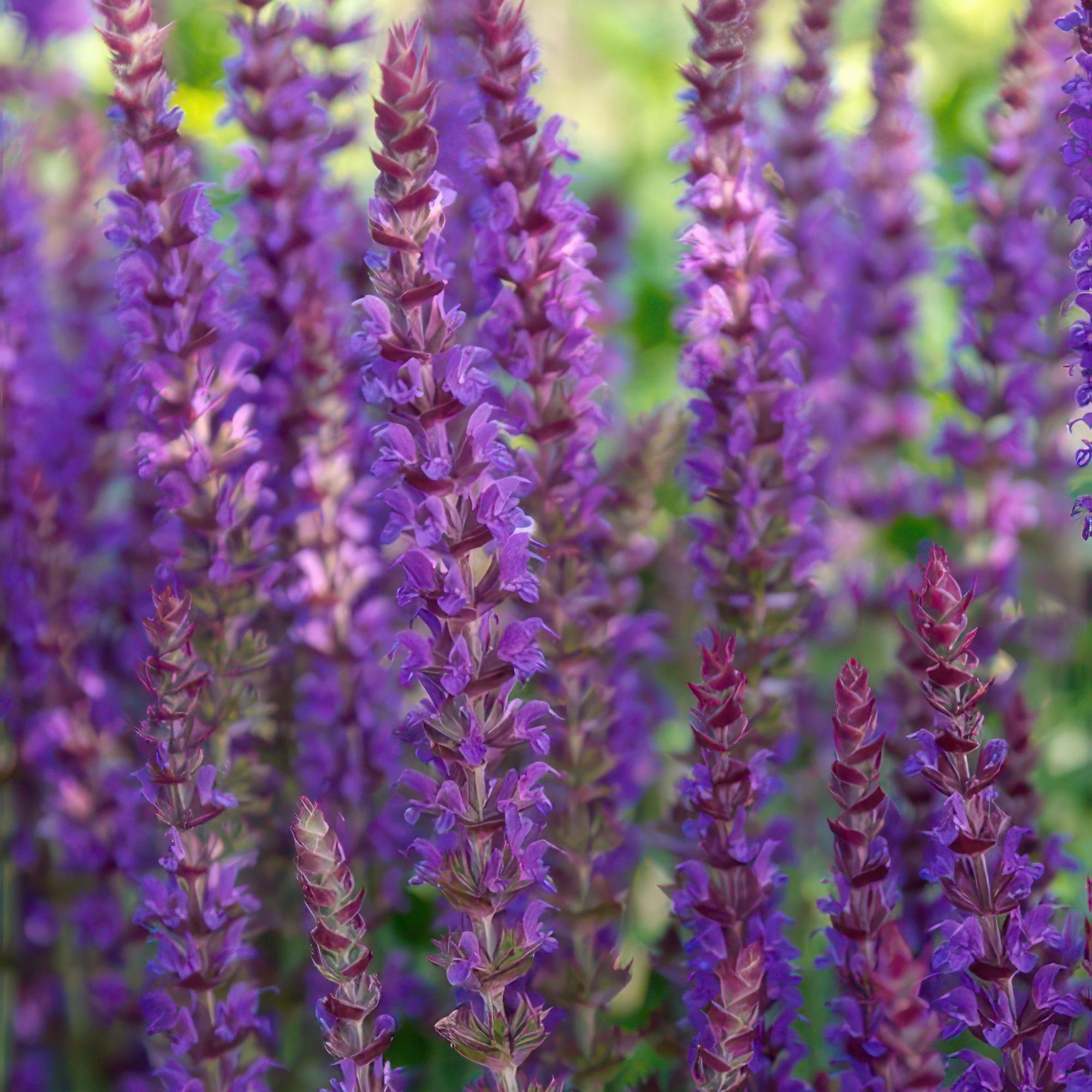 Paarse vaste plant Salvia nemorosa in bloei, geschikt voor zonnige standplaatsen in de tuinborder